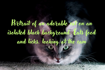 Cat Eating Black Background Close Up - Cinematic Wildlife Stock Video for Filmmakers and Content Creators