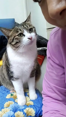 100+ Meow Magic Viral Cat Clips - Engaging Pet & Animal Short Videos for Viral Reels and Social Content Creators