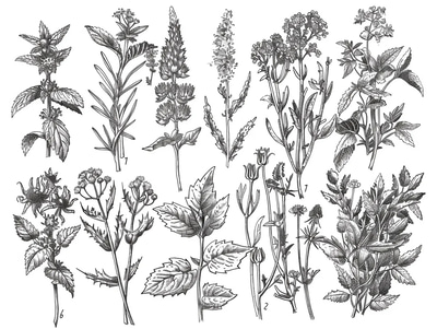 Botanical Illustration Coloring - Elegant Floral Coloring Pages for Relaxation and Creative Expression