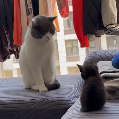 AI Cat Lovers Reels - 100+ Feline Shorts - Cinematic AI-Generated Pet Reels for Content Creators and Animal Enthusiasts