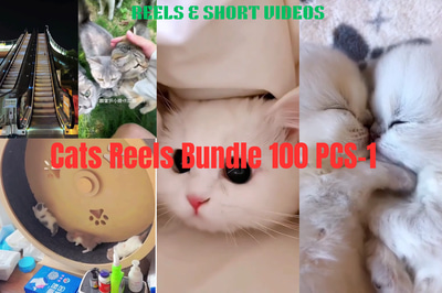 100+ Whisker World Funny Cat Reels - Engaging Pet Videos for Social Media Creators and Animal Lovers