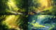 Vibrant Summer Forest - Lush Landscape Art for Serene, Refreshing Visuals and Creative Projects 1