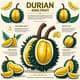 Durian King Fruit Infographic - Educational Fruit Guide Design for Marketers and Educators 4