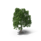 Stylized Green Tree Render - Artistic 3D Model for Designers and Visual Creators 5