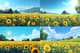 Sunflower Field Bloom - Vibrant Rural Landscape Art for Nature Lovers and Interior Decor 4