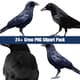 24+ Crow PNG Clipart Pack - Detailed Vector Nest Studio Animals & Wildlife Graphics for Creative Projects 3