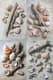 Seashell Collection Still Life Art - Timeless Traditional Painting for Home Decor and Art Lovers 1