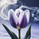 Frozen Tulip Flower Smoke Slow Motion - Cinematic Nature Stock Video for Wildlife and Weather Visuals 6