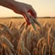 Hand Picking Grain Slow Motion - Cinematic Slow Motion Wildlife and Nature Stock Video for Filmmakers and Content Creators 2025 4