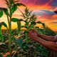 Farmer Touching Corn Leaves Sunset Field - Cinematic Stock Video of Serene Farming and Nature at Golden Hour 5
