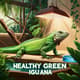 The Ultimate Iguana Care Handbook Habitat, Health & Feeding - Comprehensive Guide for Iguana Owners and Enthusiasts in 2025-2026 6
