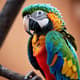 Colorful Parrot Close Up - Vibrant Wildlife Stock Video for Nature Documentaries and Creative Media 4