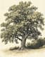 Detailed Oak Tree Sketch Drawing - Classic Timeless Hand-Drawn Tree Illustration for Artists and Decor 6