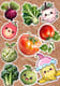 10 Healthy Harvest Fruit & Veggie Pack - Vibrant Sticker Bundle for Creative and Wellness Projects 1