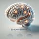 3D Human Brain Model - Immersive Motion Graphic for Scientific Visualizations and Creative Projects 5