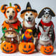 Halloween Costumes for Pets Cute & Creative Outfit Ideas - Adorable Pet Costume Inspiration for Fun and Festive Celebrations 1
