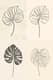 Minimalist Botanical Line Drawing - Wall Art - Elegant Botanical Line Art for Modern Home and Office Decor 3