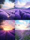 Lavender Field Wall Art - Serene Landscape Canvas for Elegant Home and Office Decor 3