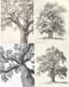Detailed Oak Tree Sketch Drawing - Classic Timeless Hand-Drawn Tree Illustration for Artists and Decor 3