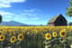 Sunflower Field Bloom - Vibrant Rural Landscape Art for Nature Lovers and Interior Decor 6