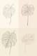 Minimalist Botanical Line Drawing - Wall Art - Elegant Botanical Line Art for Modern Home and Office Decor 1