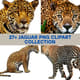 27+ Jaguar PNG Clipart Collection - Vibrant Wildlife Vector Art for Creative and Commercial Use 3