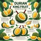 Durian King Fruit Infographic - Educational Fruit Guide Design for Marketers and Educators 3