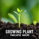 Growing Plant Timelapse Macro - Cinematic Aerial & Macro Time-Lapse Video Clips for Creative Storytelling 6