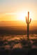 Saguaro Cactus Desert - Vibrant Desert Landscape Art for Creative Prints and Wall Decor 6