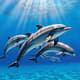 Dolphins Swimming Underwater Blue Ocean - Cinematic Wildlife Stock Video for Nature Storytelling and Creative Use 4