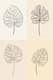 Minimalist Botanical Line Drawing - Wall Art - Elegant Botanical Line Art for Modern Home and Office Decor 4