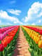 Tulip Field Spring - Serene Spring Landscape Art for Tranquil, Refreshing Visual Spaces 6
