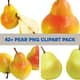 42+ Pear PNG Clipart Pack - Vibrant Food & Beverage Vector Illustrations for Creative Projects 3