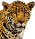 27+ Jaguar PNG Clipart Collection - Vibrant Wildlife Vector Art for Creative and Commercial Use 5