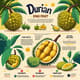 Durian King Fruit Infographic - Educational Fruit Guide Design for Marketers and Educators 5