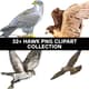 32+ Hawk PNG Clipart Collection - Premium Wildlife Vector Illustrations for Designers and Creators 5