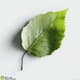 Birch Leaf - Nature Element - Realistic 3D Render for Designers and Environmental Visuals 2025 6