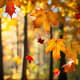Autumn Maple Leaves Falling Golden - Cinematic Nature Stock Video for Wildlife and Weather Visuals 5