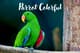 Colorful Parrot Close Up - Vibrant Wildlife Stock Video for Nature Documentaries and Creative Media 3