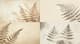 Sepia-Toned Botanical Wall Art Soft Aesthetic - Elegant Natural Decor for Calm, Warm Living Spaces 3
