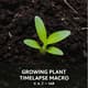 Growing Plant Timelapse Macro - Cinematic Aerial & Macro Time-Lapse Video Clips for Creative Storytelling 4