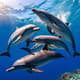 Dolphins Swimming Underwater Blue Ocean - Cinematic Wildlife Stock Video for Nature Storytelling and Creative Use 5