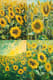 Sunflower Field Impressionist Painting - Vibrant Impressionist Artwork for Artistic Decor and Creative Inspiration 1