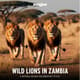 Wild Lions in Zambia - Cinematic Wildlife Stock Video for Nature Films and Creative Projects 2025 4