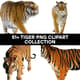 51+ Tiger PNG Clipart Collection - Vibrant Wildlife Illustrations for Designers and Creators 1