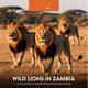 Wild Lions in Zambia - Cinematic Wildlife Stock Video for Nature Films and Creative Projects 2025 5