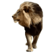 64+ Lion PNG Clipart Set - Premium Wildlife Animal Illustrations for Creative Projects and Branding 6