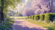 Spring Country Lane - Serene Landscape Art for Tranquil Nature Decor and Creative Spaces 5