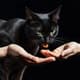 Cat Eating From Hands Black Background - Cinematic Wildlife Stock Video for Nature Projects and Creative Storytelling 6