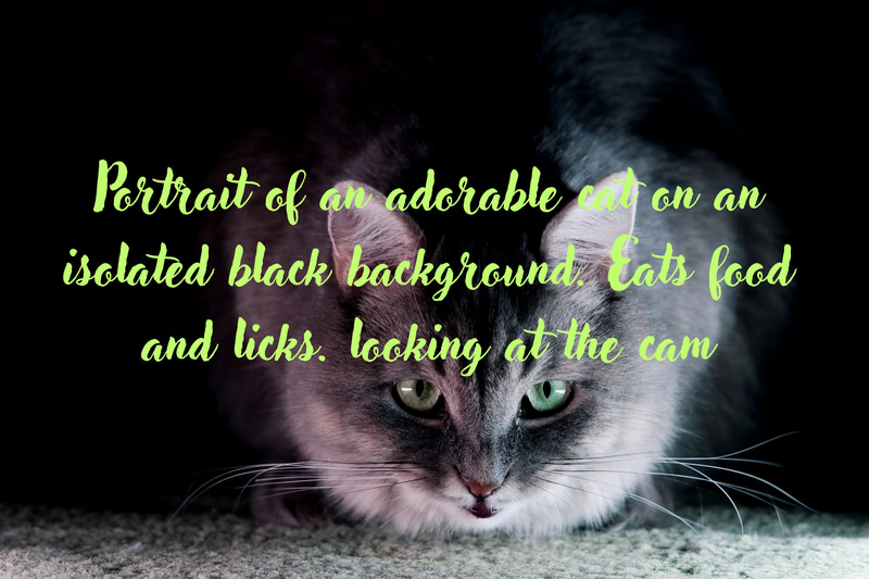 Cat Eating Black Background Close Up - Cinematic Wildlife Stock Video for Filmmakers and Content Creators